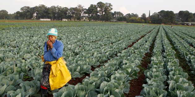A worker walks between rows of vegetables at a farm in Eikenhof, south of Johannesburg, April 24, 2012.