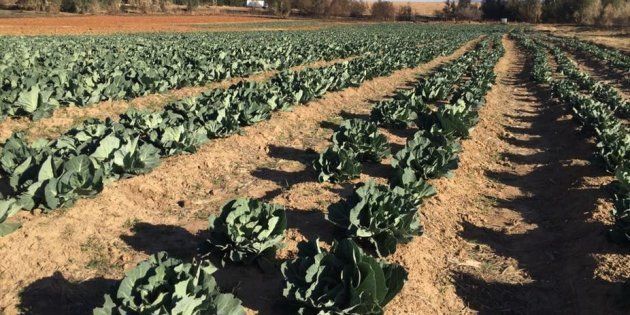 The cabbage plantation on Lonwabo Jwili’s farm emerged from the toils that up-and-coming black farmers have to endure.