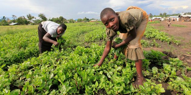 Displaced children pick vegetables from a garden near an Internally Displaced Peoples (IDP) camp in Kiwanja township in the rebel controlled territory in the eastern Democratic Republic of Congo October 24, 2012.