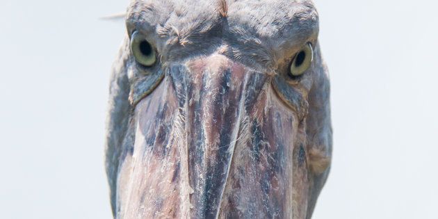 The Shoebill Stork, currently classified as vulnerable to extinction, lives on the world's second-largest freshwater lake.