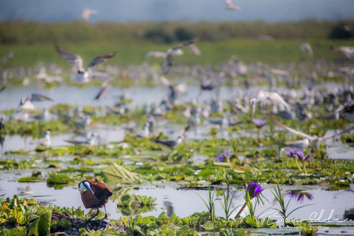 Lake Victoria, home to hundreds of species of birds, amphibians, reptiles and mammals and fish, is under threat.