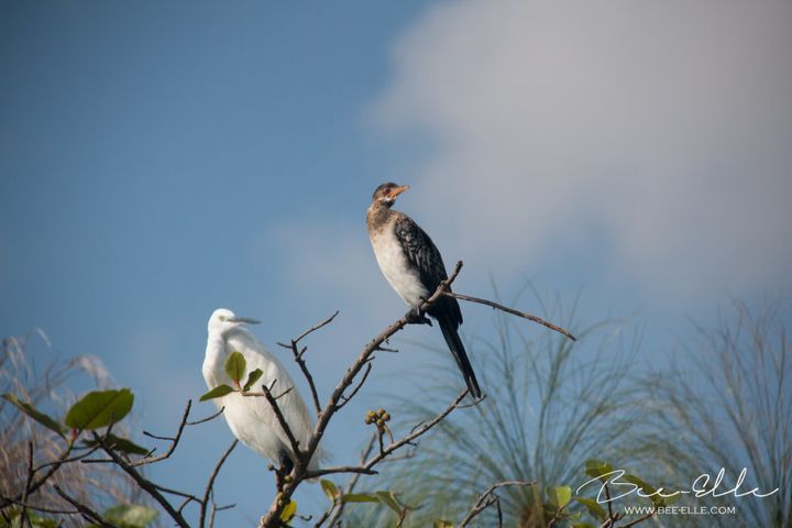 Lake Victoria is home to hundreds of species and a key provider of livelihoods for thousands of communities.