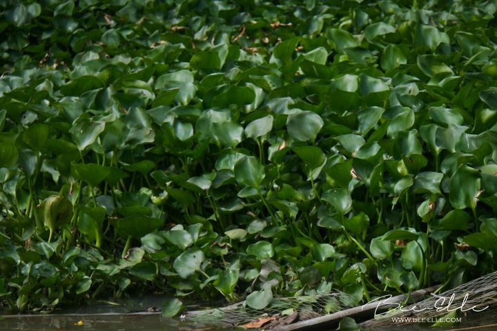 Deoxygenation of Lake Victoria, caused by an overgrowth of water hyacinth from pollution, is suffocating significant areas of the lake.