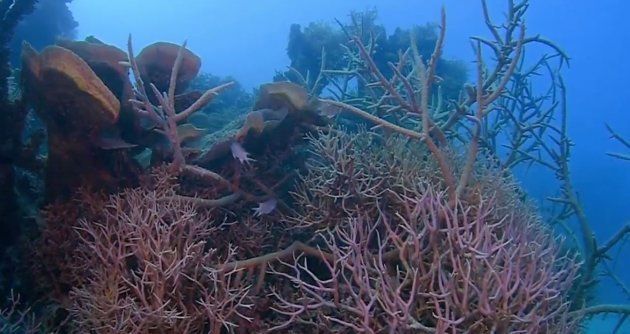 The coral in the blue hole was healthy and well preserved.