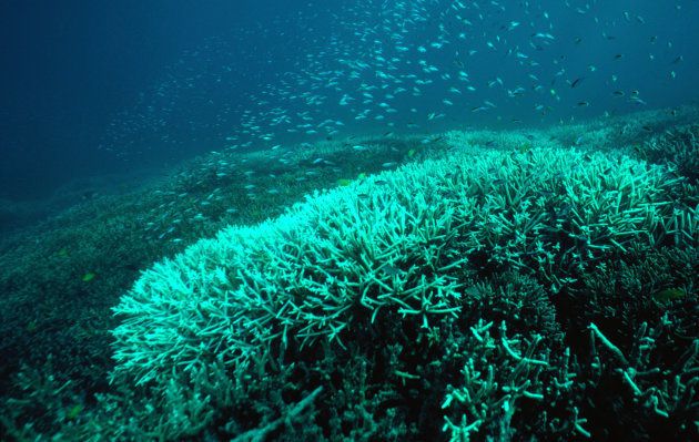 Bleaching in the Great Barrier Reef is killing coral and sea life.