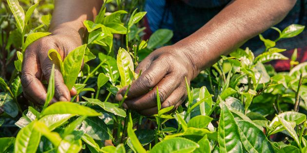 Great growth is possible if small-scale farmers are taken seriously.