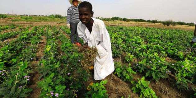 A youth removes weeds inside a Chinese farm as China's Minister of Agriculture Han Changfu visits the area for the Sudan-China Agriculture Cooperation Development Forum in Khartoum, Sudan September 24, 2016.