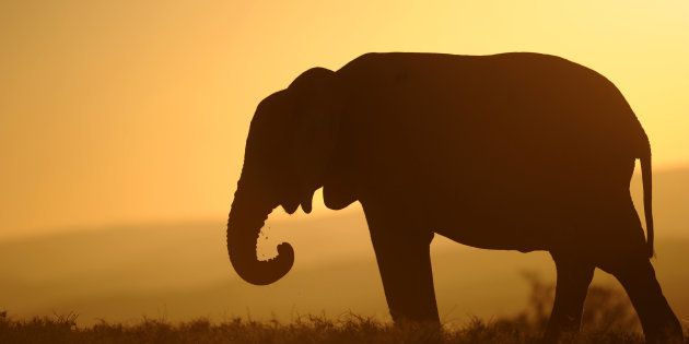 China announced a plan Friday to ban its ivory trade by the end of 2017.