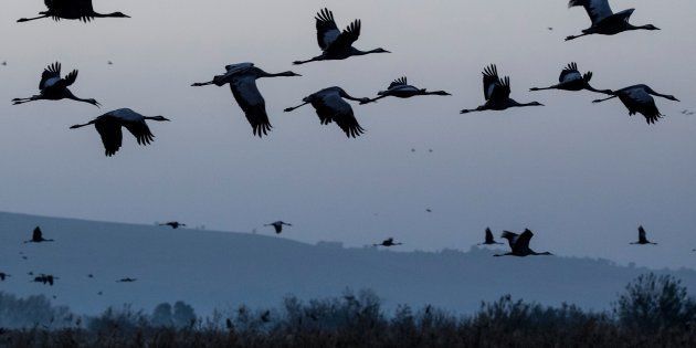 Gray cranes are seen flocking at the Agamon Hula Lake in northern Israel on December 7, 2016.