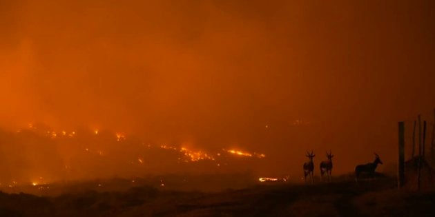 Game looks on as a raging wildfire ravages the Helderberg Mountains outside Somerset West.