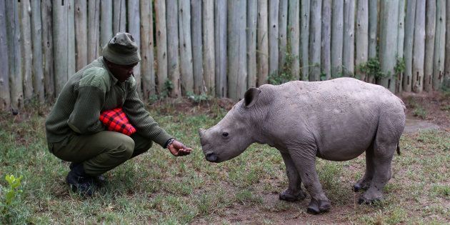 A wildlife ranger plays with a small southern white rhino, ahead of the Giants Club Summit of African leaders and others on tackling poaching of elephants and rhinos, Ol Pejeta conservancy near the town of Nanyuki, Laikipia County, Kenya, April 28, 2016. REUTERS/Siegfried Modola