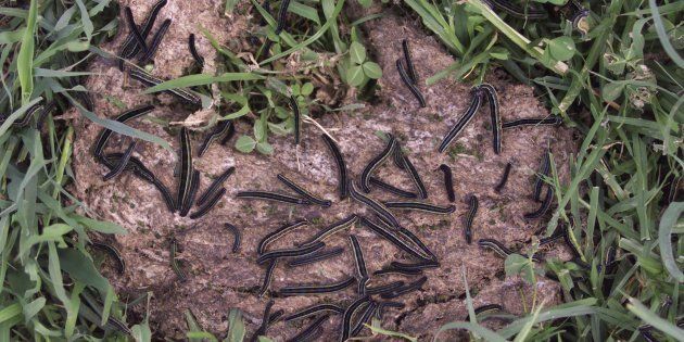 Army worms crawl over a patch of cow dung as they attack grassland in Ngong township, Kenya.
