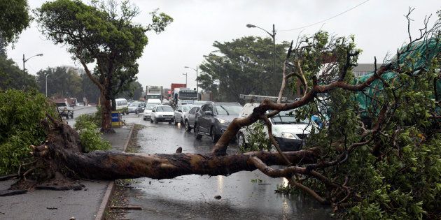 Trees fell across roads during the storms in Durban this week.