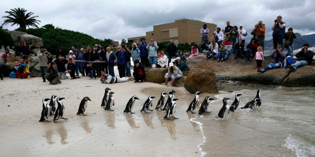 Rehabilitated African Penguins are released at Boulders beach breeding colony in Cape Town September 26, 2009. The release formed part of a national 'African Penguin Day' event organised by the Southern African Foundation for the Conservation of Coastal Birds. Picture taken September 26, 2009.