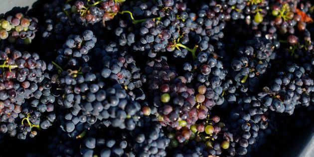 A box with grapes is pictured at a vineyard during the traditional Champagne wine harvest in Ay, France, September 22, 2016. REUTERS/Benoit Tessier