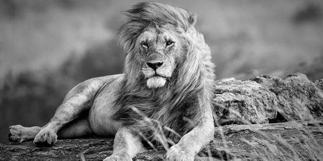 Mighty and beautiful lion resting in the African savannah, black and white, Kenya