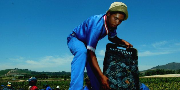 Farm workers harvest grapes at Bouwland wine farm on the first day of the picking season. Sixty former farm labourers have bought a 74 percent share of the farm in one of the biggest black economic empowerment (BEE) deals in the country's fast-expanding wine industry.