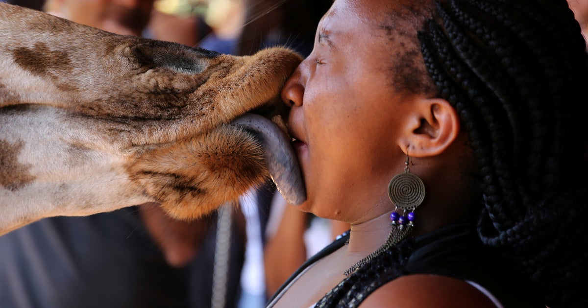 Schlurp! How's This For A Sloppy Kiss HuffPost UK News