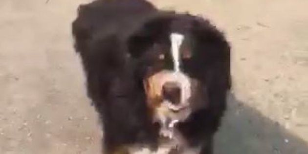 Izzy the Bernese Mountain Dog was thought to have died in the California fires.