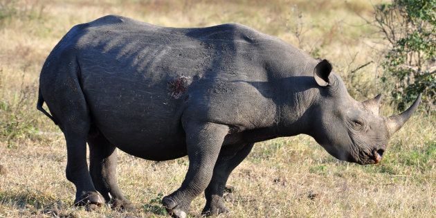 A Black Rhinoceros in the Kruger Park, South Africa.