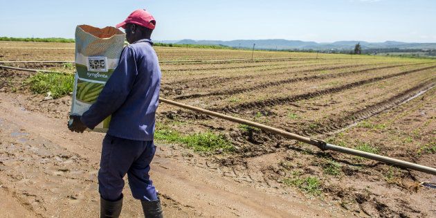 A farmer carries a sack of beans past crops on a farm near Johannesburg, South Africa, on Thursday, February 4, 2016
