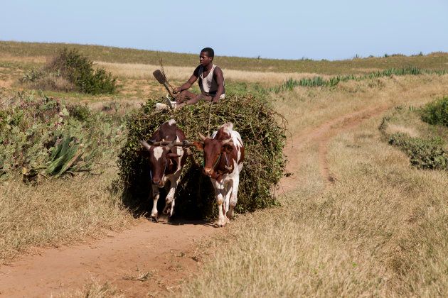 A farmer and his team of zebu haul sweet potato plants, on May 24, 2017 in Amboro, Madagascar.
