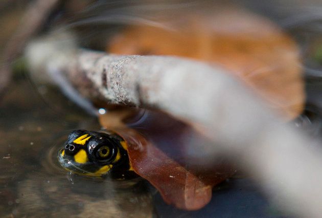 This tiny one peeks out from under a leaf on the lake's surface.