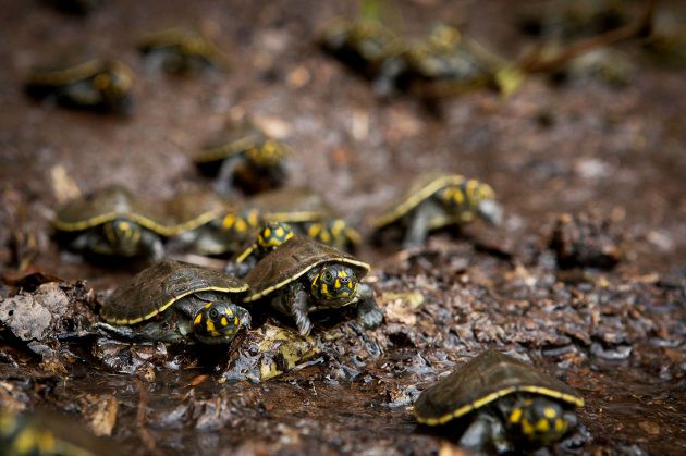 The hatchlings were released by the Pe-de-Pincha project.