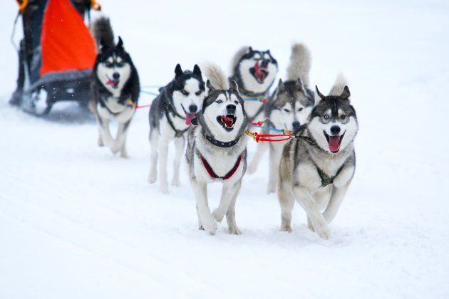 Travel on a dogsled in the winter