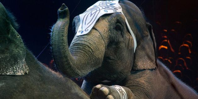 A new law in New York state will ban circuses and parades from using elephants as of 2019.
