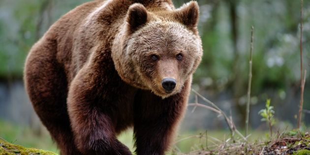 an approaching brown bear