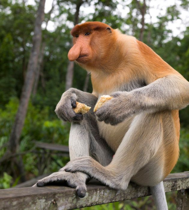 The endangered proboscis monkey is endemic to Borneo.