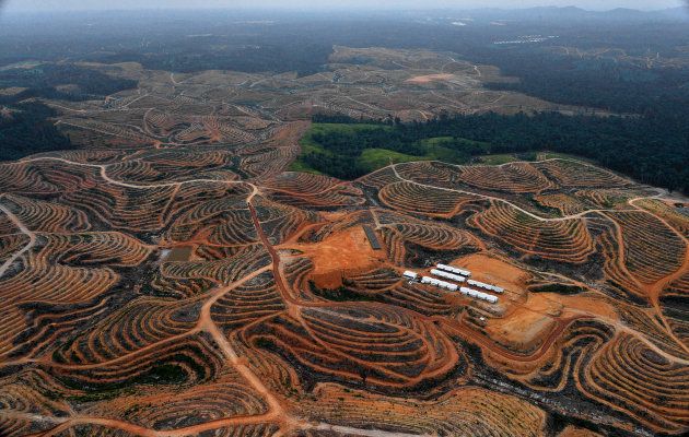 An area in Borneo's Central Kalimantan province cleared for palm oil plantations.