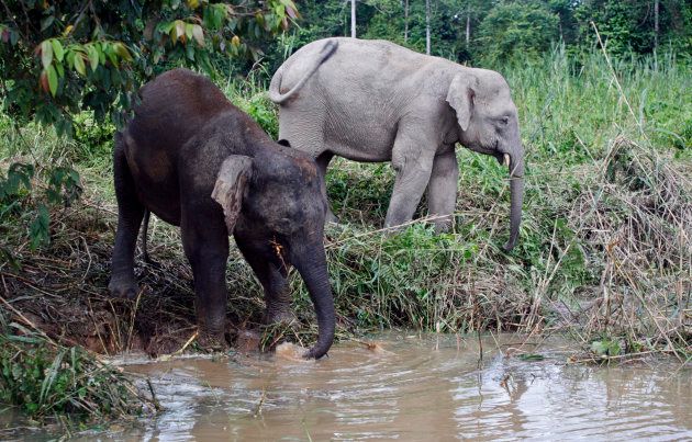 Borneo pygmy elephants drink water from Kinabatangan river in Malaysia's state of Sabah in February 2009.