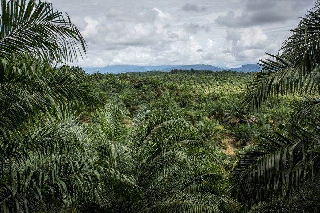 A view of one of the many palm oil plantations that have replaced Borneo's native forest, rendering it uninhabitable for many species, including the critically endangered orangutan.