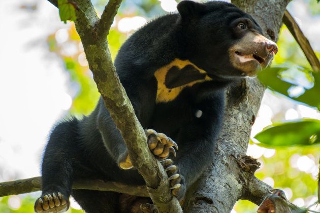 The sun bear is classified as Vulnerable because of habitat loss which caused a 30% decrease in the global population over the last 3 bear generations.