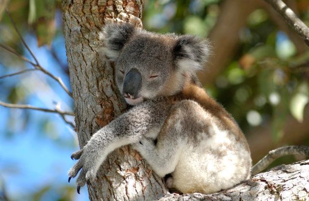 Koala populations are rapidly declining due to logging, domestic dog attacks and bush fires.