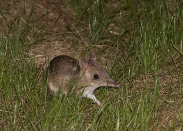 Since Februry, 19 baby eastern barred bandicoots have been born through the genetic rescue program.