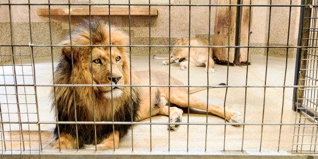 A lion in captivity.