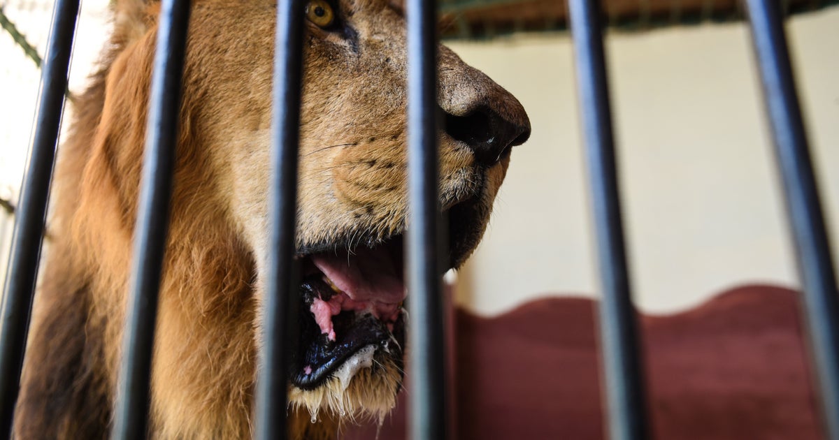 South Africa World S Biggest Exporter Of Live Endangered Animals Huffpost Uk South Africa World S Biggest Exporter Of Live Endangered Animals Huffpost Uk