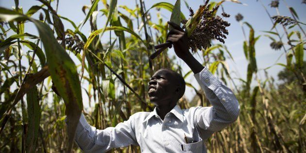 A technician from the Ministry of Agriculture of South Sudan evaluates the quality of the crops of sorghum planted in Panddap, in the south of Aweil, northern Bahr El-Ghazal on October 10, 2015. T