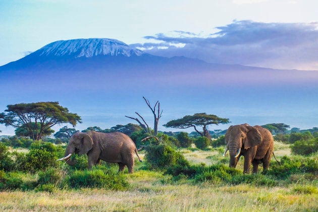 Two Elephants and Kilimanjaro mountain