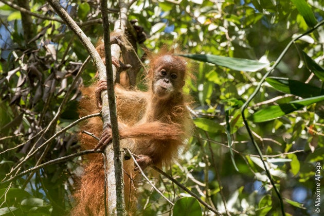 The Tapanuli orangutans have a slightly different shaped skull and teeth to other species of orangutan.