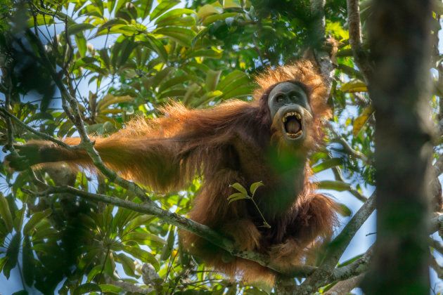 A young male Tapanuli orangutan making threatening displays towards, Togus, the resident adult male.