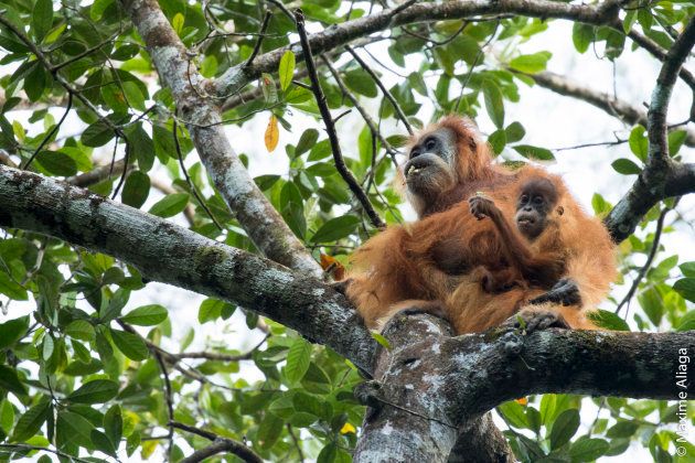 The orangutans are in urgent need of greater protections.