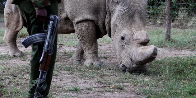 A police officer looks at a northern white rhino, only three of its kind left in the world, as it moves in an enclosed and constantly protected perimeter ahead of the Giants Club Summit of African leaders and others on tackling poaching of elephants and rhinos, Ol Pejeta conservancy near the town of Nanyuki, Laikipia County, Kenya, April 28, 2016. REUTERS/Siegfried Modola