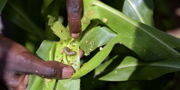 A farmer displays mielie leaves damaged by fall armyworm caterpillars on a farm in the Trans-Mzoia region of Kenya, on Wednesday, May 24 2017.