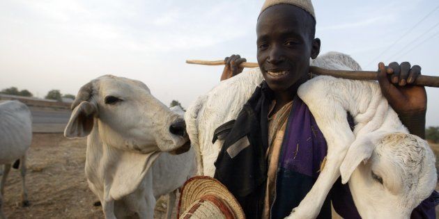 This picture taken on February 3, 2006 shows a Fulani herdsman carrying a calf on his shoulder in Kano, northern Nigeria.