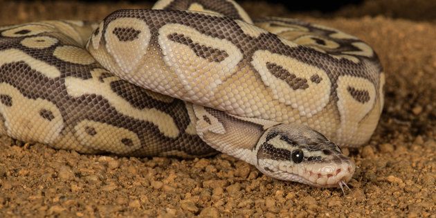 A super pastel python.