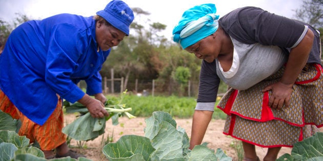 From left, Joyce Ncanywa and Mildred Jilane tend to their small garden on Yarrow farm in the Makana Municipality on September 19, 2013 in Grahamstown, South Africa. Yarrow farmland was acquired by the Department of Rural Development and Land Reform through their Proactive Land Acquisition Strategy, which purchases useful farmland and selects beneficiaries. Yarrow's initial beneficiary was unsuccessful with the land and ownership rights are unclear, though a small group of people now live on the land and tend to the farm's small garden, chickens, cows and pigs.